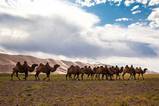 mongolei-reisen-kamele-in-sued-gobi